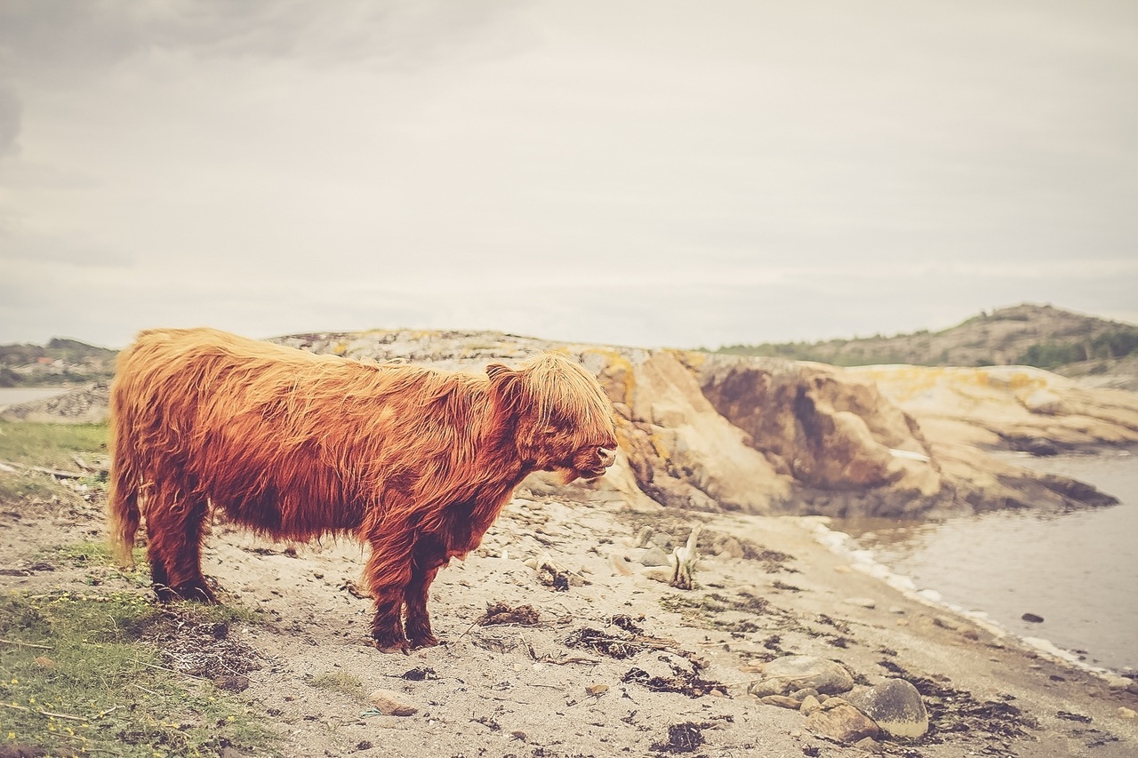 A Brown Cow, That’s a Thing