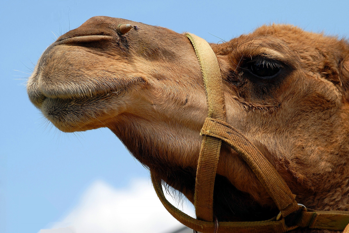 Camels are Nice