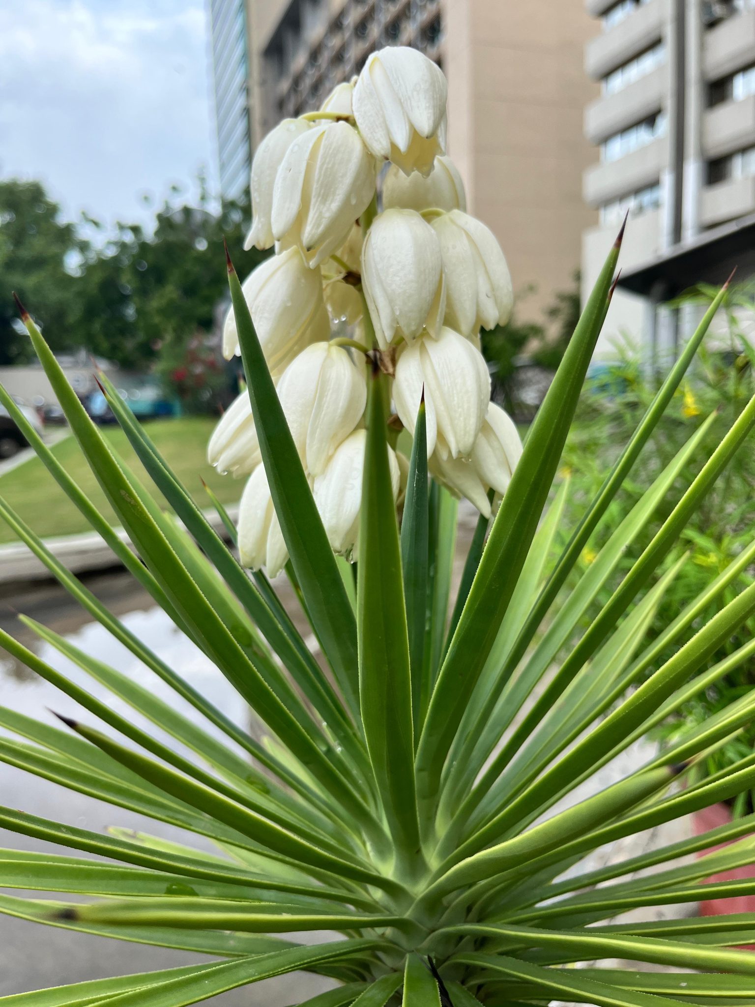 Yucca, Coming Out