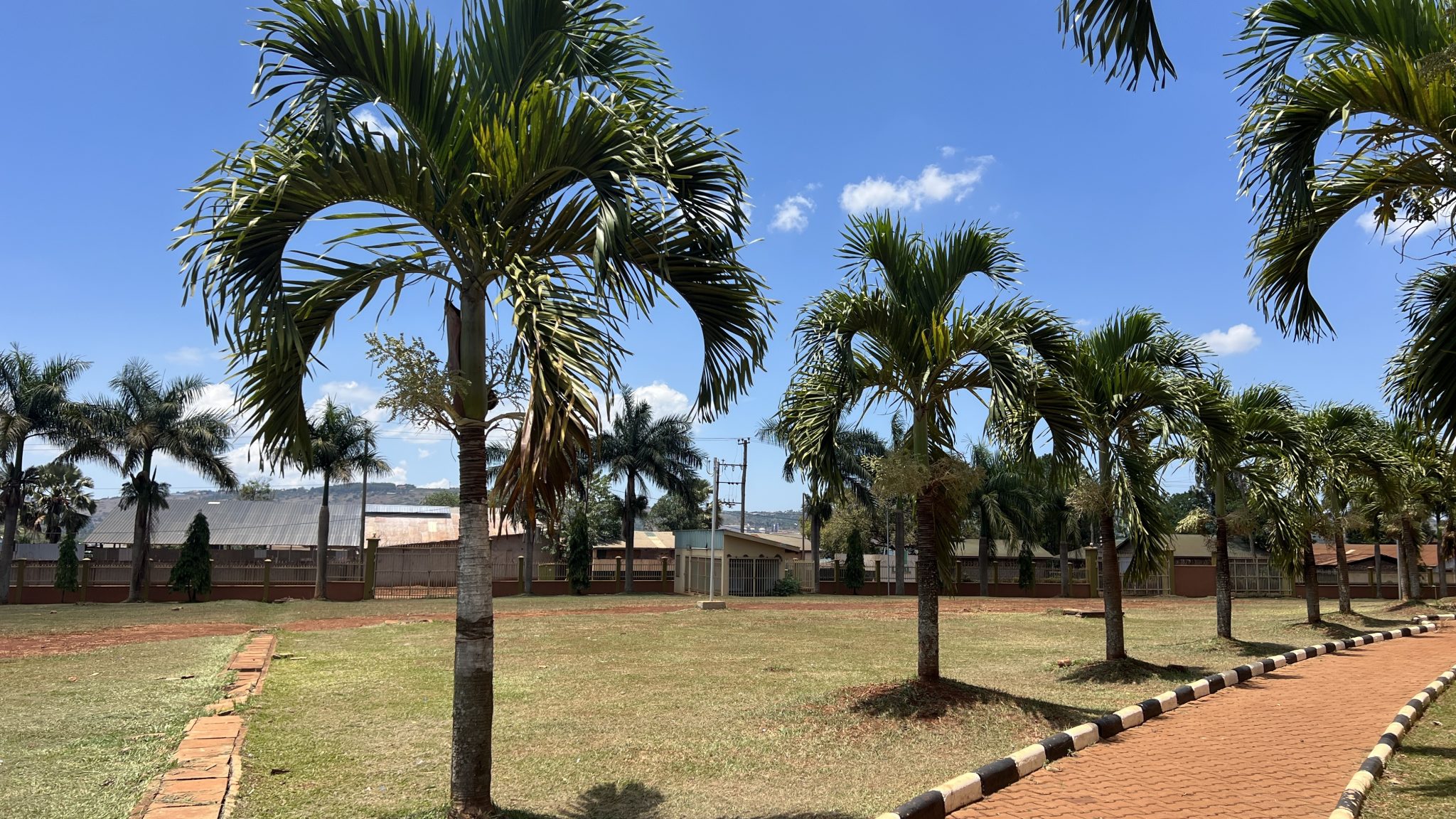 The Palm Line
